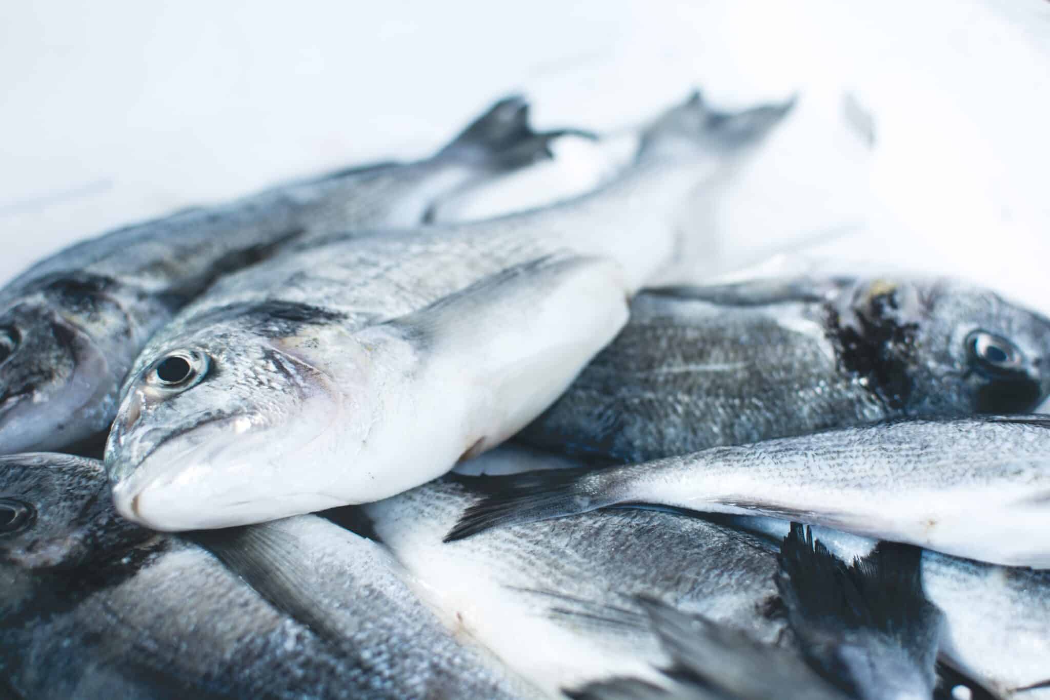 Poisson maigre ou gras : quelles différences ?